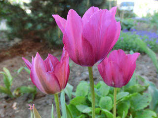 Pink tulips on a flower bed close up