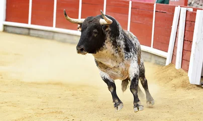 Foto op Plexiglas a spanish bull with big horns in the bullring in a traditional spectacle of bullfight © alberto