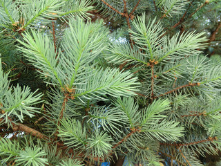 Green background of spruce branches