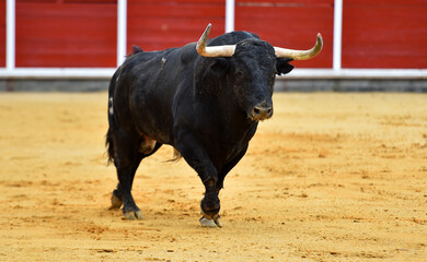 un toro español con grandes cuernos en una plaza de toros en un espectaculo de toreo