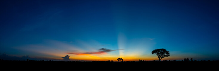 Panorama silhouette tree in africa with sunset.Tree silhouetted against a setting sun.Evening blue sky sunset.