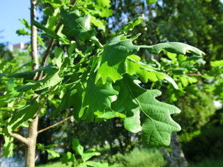 Background green oak foliage bottom view