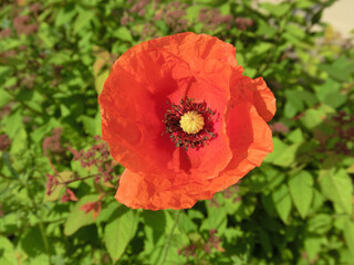 Red poppy on a green background top view