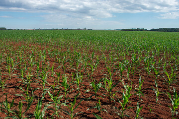 Fototapeta na wymiar corn plantation on a farm in Mato Grosso do Sul, Brazil