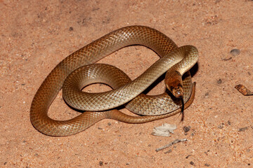 Australian Ringed-brown Snake flickering tongue