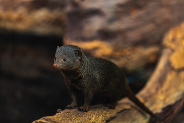 Cute rodent standing on log