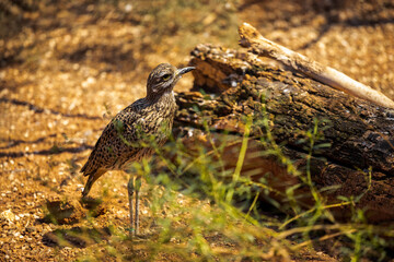 Long-legged Desert bird resting behind shrubbery near log