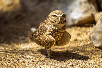 Owl walking on ground looking near camera