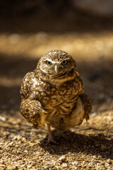Owl staring straight into camera
