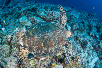 Naklejka premium A Green sea turtle, Chelonia mydas, swims over a coral reef in the Republic of Palau. This reptile is an endangered species due to it being hunted for food in some coastal communities.