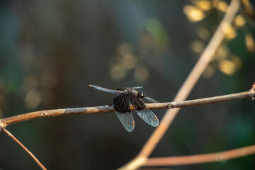 Black Pied Paddy Skimmer dragonfly on a branch