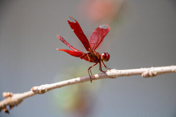 Red Russet percher dragonfly on a branch