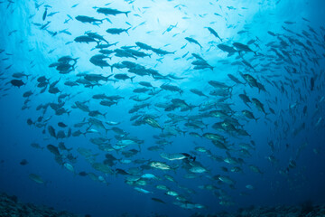 A large school of jacks swim in the clear blue waters of the Coral Triangle.