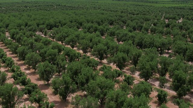 Green field of pecan trees with mountain reveal
