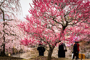鈴鹿の森庭園の梅花を鑑賞する