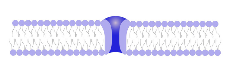 Calcium channel vector illustration. Ion channel. Structure of the channel.