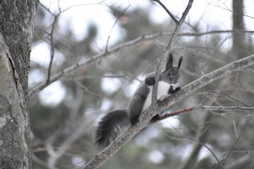 樹上から下を見る冬のエゾリス