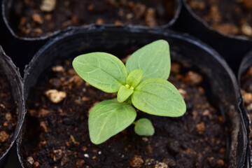 種まきで発芽した金魚草