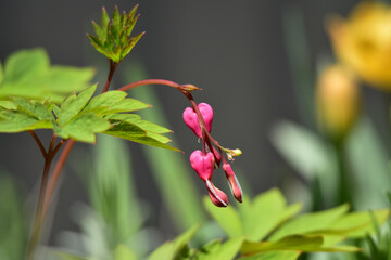 ハート形のタイツリソウ