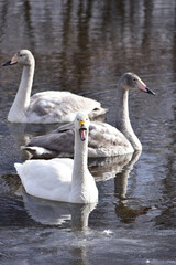 大きく口を開けたハクチョウ