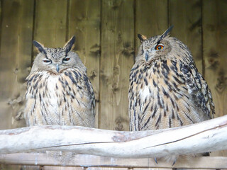 Two eared owls on a wooden background, selective focus