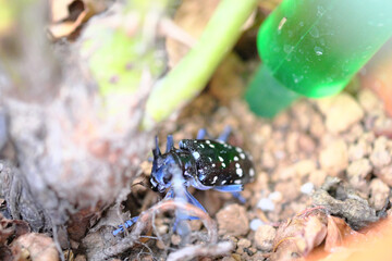 薔薇の根本から様子を伺うカミキリムシ