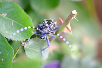 薔薇の葉に掴まるカミキリムシ