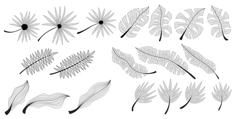 Set of vector tropical leaves in grayscale