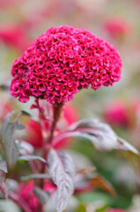 Blooming Red Cockscomb Flower