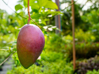 Beautiful purple mango on the tree in the garden