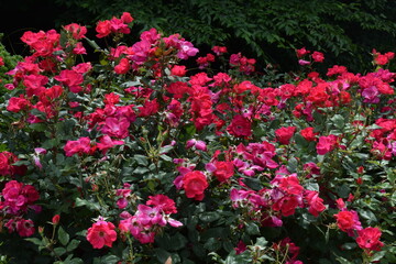 Red roses, flowers