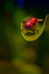 springboardI