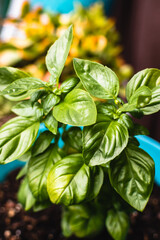 Herbs growing in a backyard garden and container gardening