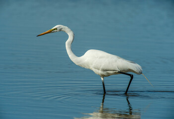 Obraz premium Great Egret