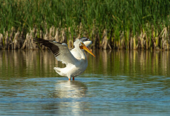 White pelican