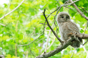 フクロウの幼鳥