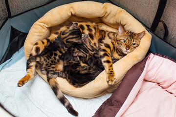 Adorable golden bengal mother-cat feeds her little kittens with breast