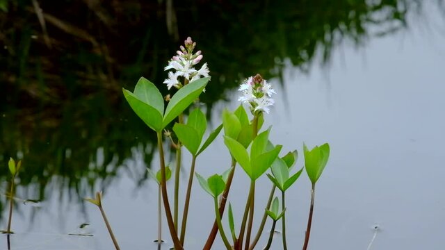 ６月の水中に咲く白い花はミツガシワ　北海道神仙沼にて