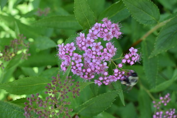 Pink flowers - bush