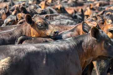 Black Angus calves in corral.