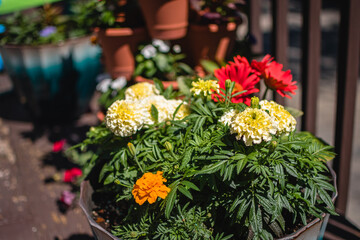 flowers and plants in a backyard container garden in spring and summer