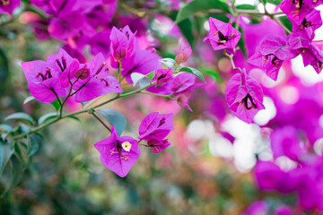 Fototapeta na wymiar Blooming Bougainvillea tree. Bright tropical hot pink flowers and green leaves, ornamental garden in California