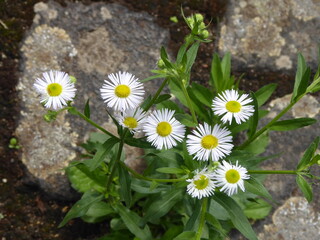 Gänseblümchen, Bellis perennis, Makro © Carolina