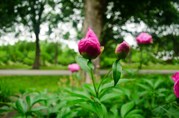 Obraz premium Hot Pink Peony flower buds with blurred background