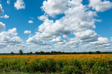 Field of Black Eyed Susans Under Fluffy White Clouds and Blue Sky in Texas - obrazy, fototapety, plakaty