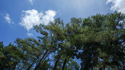 sky and trees