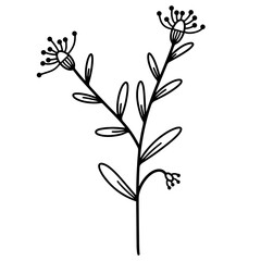 A twig with leaves and inflorescences. Vector icon isolated on white background. Hand-drawn branch. Wild grass, black doodle. Field plant outline