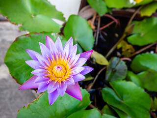 Lotus, purple petals, beautiful yellow stamens in the pond