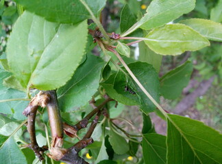green caterpillar on a branch