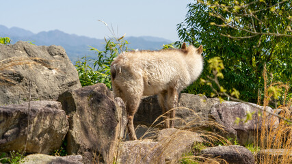 飯田市立動物園 長野県